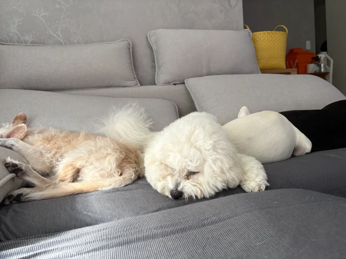 リビングのソファで並んで眠る3頭の犬たち