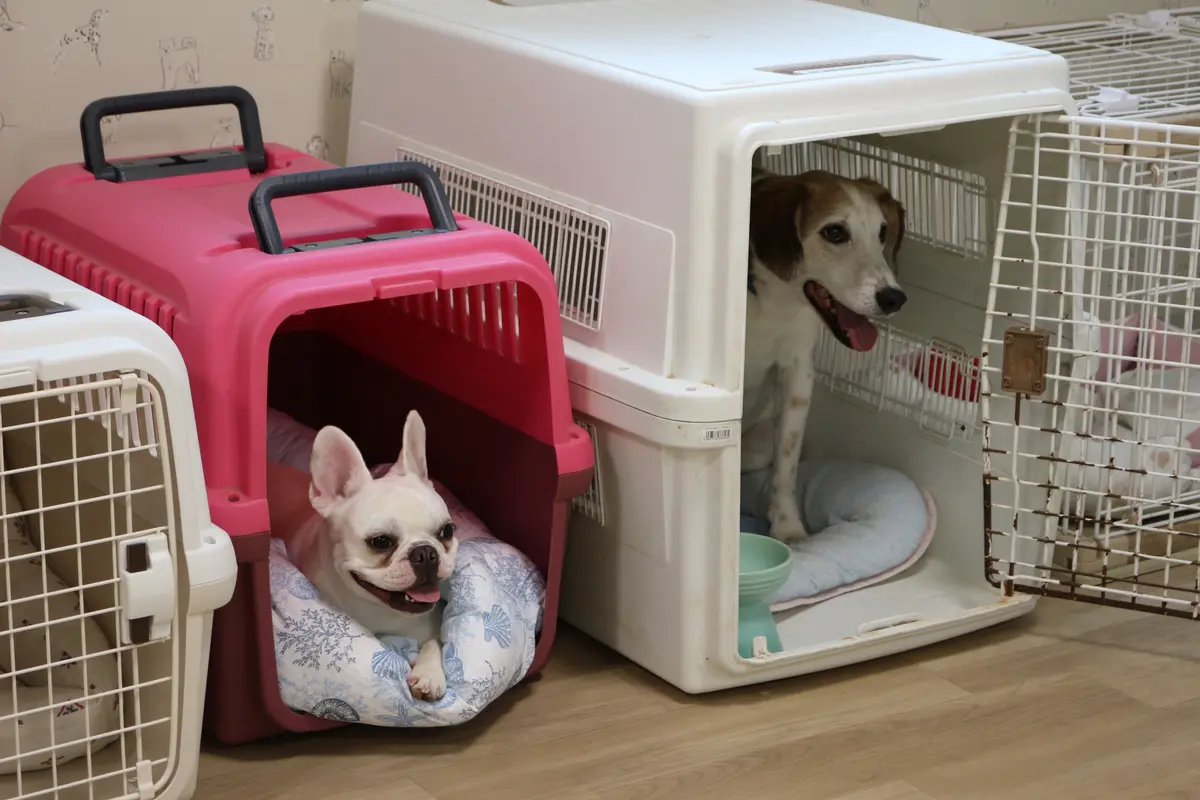 扉を開けたクレートでくつろぐ犬たち
