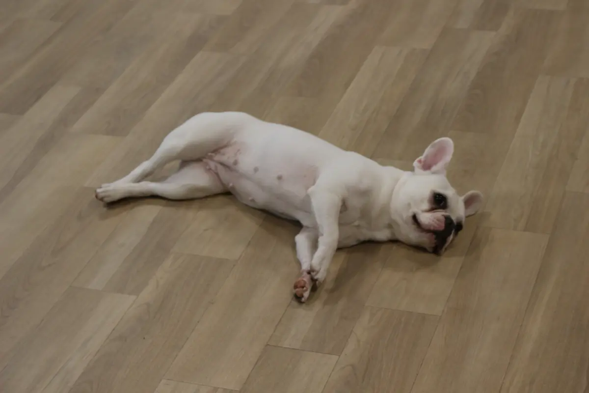 床で安心しきって眠る2頭の犬