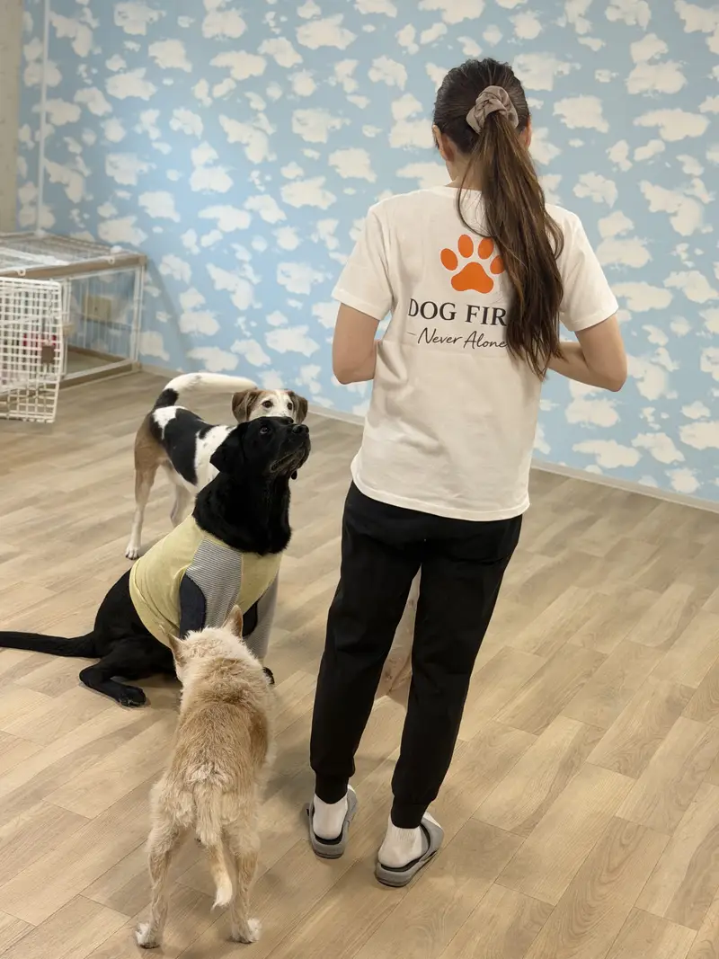 プレイルームで犬たちと遊ぶオーナー